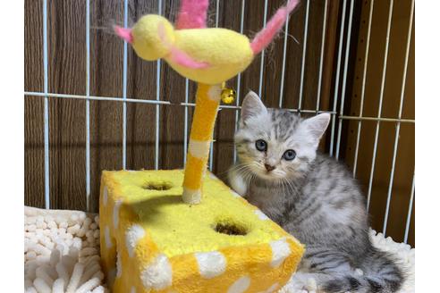 成約済の千葉県のマンチカン-33225の4枚目